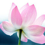 多朵向阳的头像