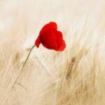 singingforyou的头像