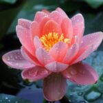 多朵向阳的头像