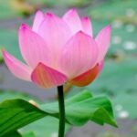 RTC-海倫-AUS的头像